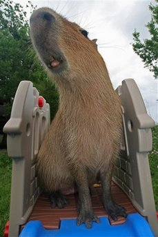 capt_6b24580f644c47ceafc02419a4b7d779_spe_pets_giant_rodent_nyls724.jpg